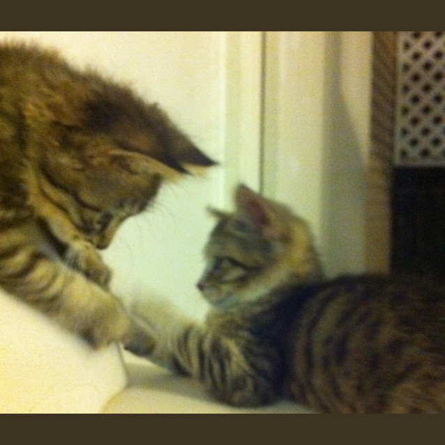 Photo of April Dual Adoption With May