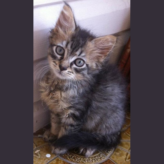 Photo of May, Dual Adoption With April