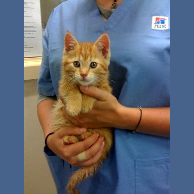 Photo of Jemima *Adoption Pending*