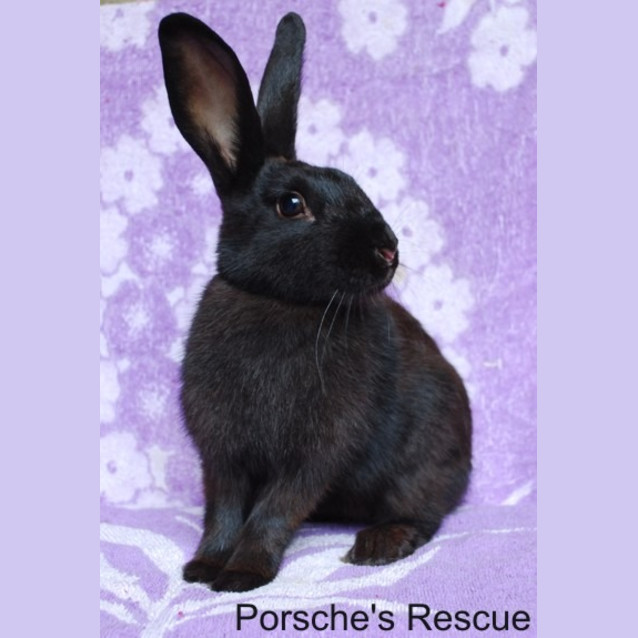 Photo of Coalette  Vaccinated And Desexed  On Hold