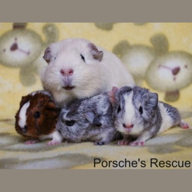 Photo of Jersey  On Hold