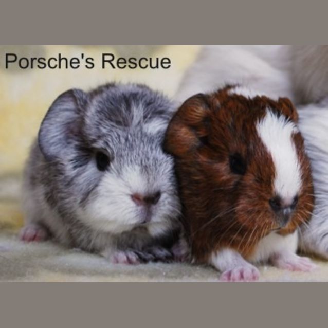 Photo of Koala  On Hold