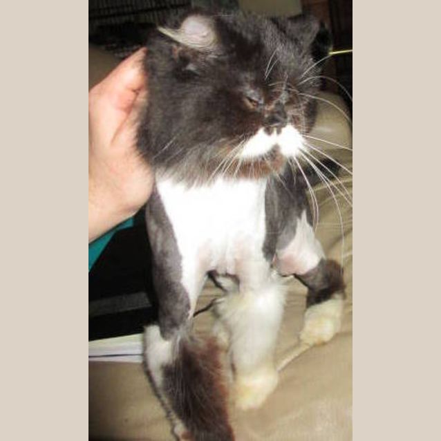 Photo of Missy