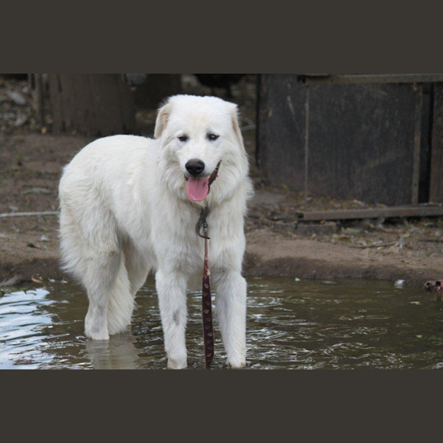 Photo of Barney