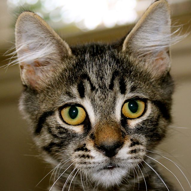 Photo of Otis
