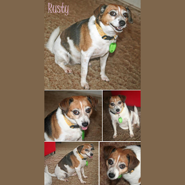 Photo of Rusty