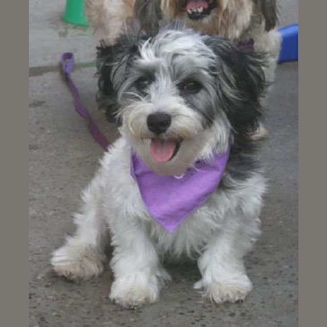 Photo of Scout