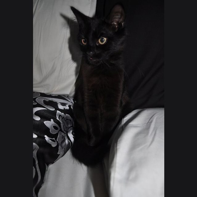 Photo of Zed