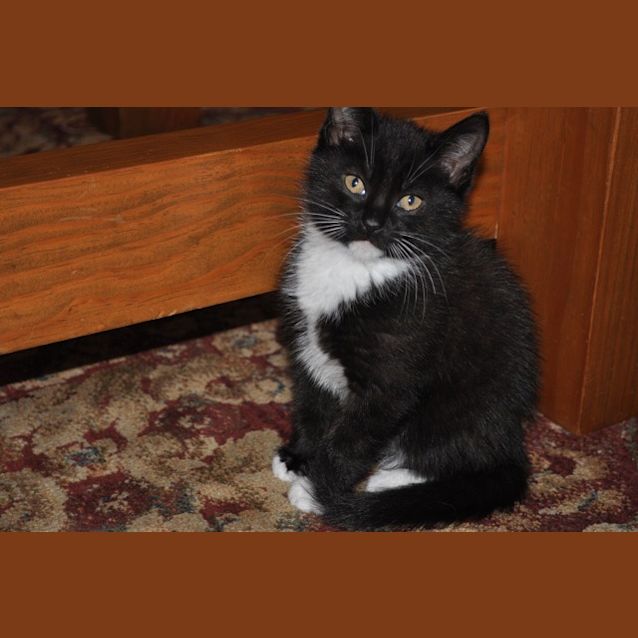 Photo of Felix
