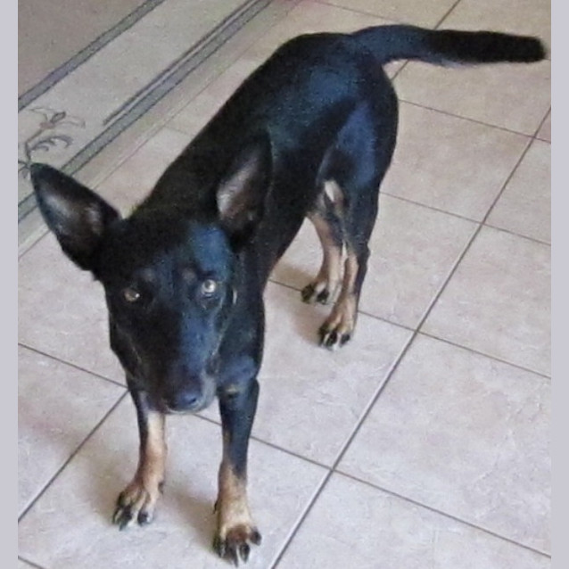 Photo of Sweet Rosie