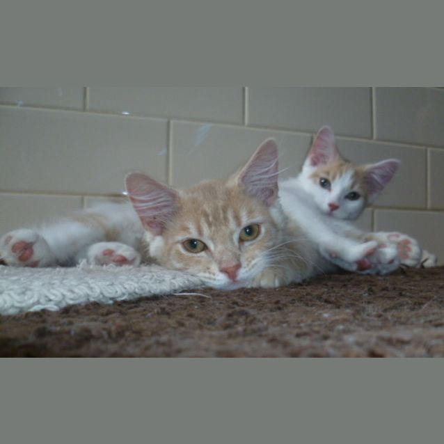 Photo of Pumpkin Located In Brunswick