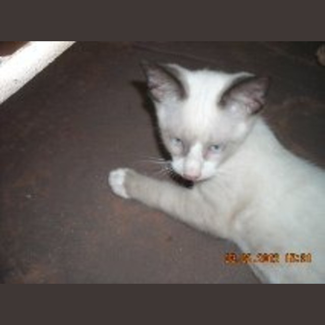 Photo of Goose