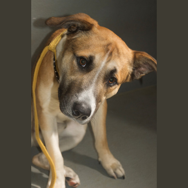 Photo of Urgent Foster Care