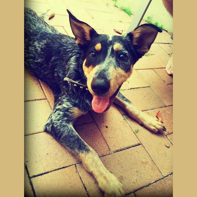Photo of Baxter