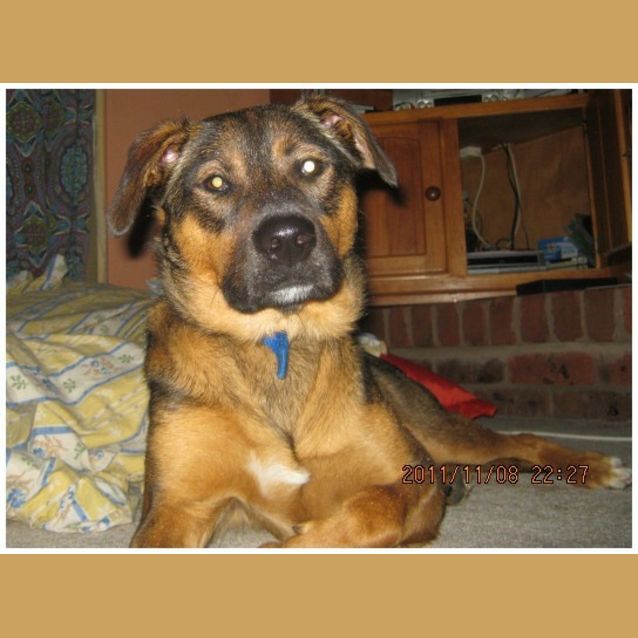 Photo of Ollie