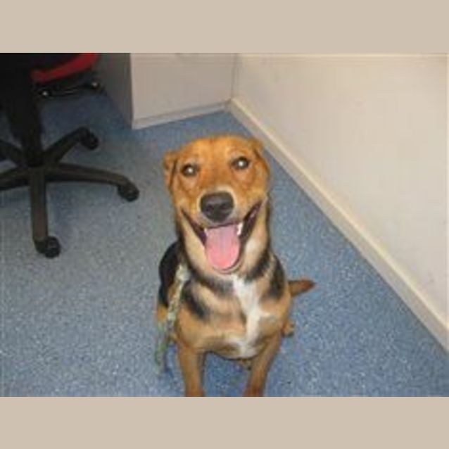 Photo of Pound Dog   Sweet Timid   Out By Tues