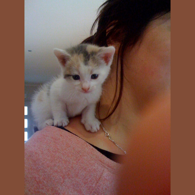 Photo of Buttons * Adoption Pending*