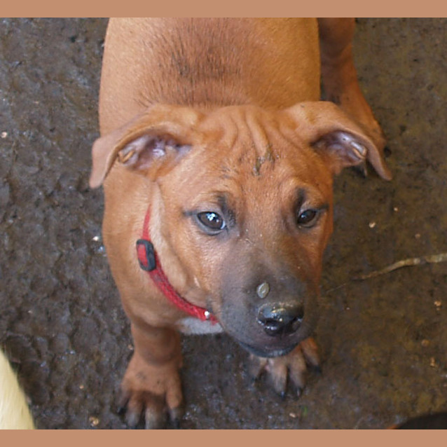 Photo of Dane   Adoption Pending