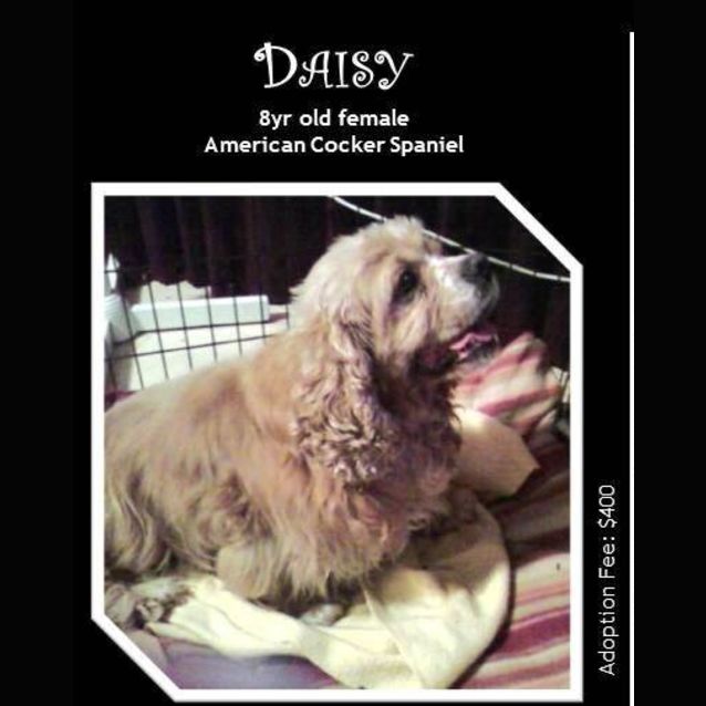 Photo of Daisy
