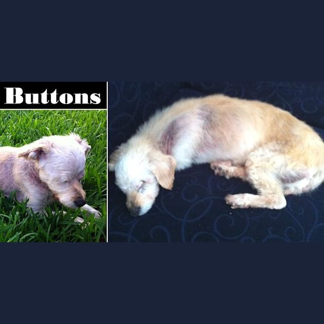 Photo of Buttons