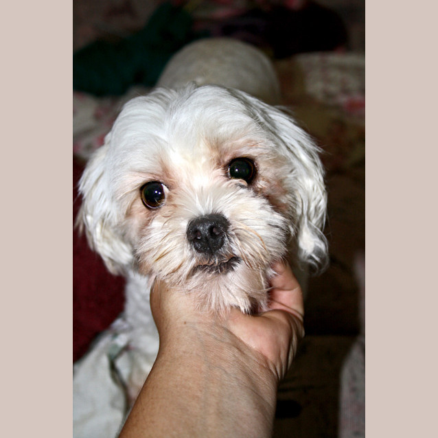 Photo of Gracie (On Trial)