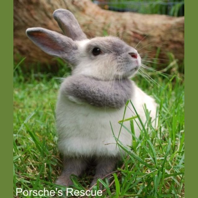 Photo of Eve  Desexed And Vaccinated