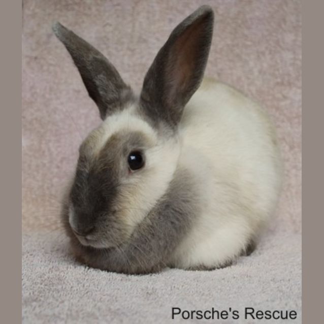 Photo of Eve  Desexed And Vaccinated