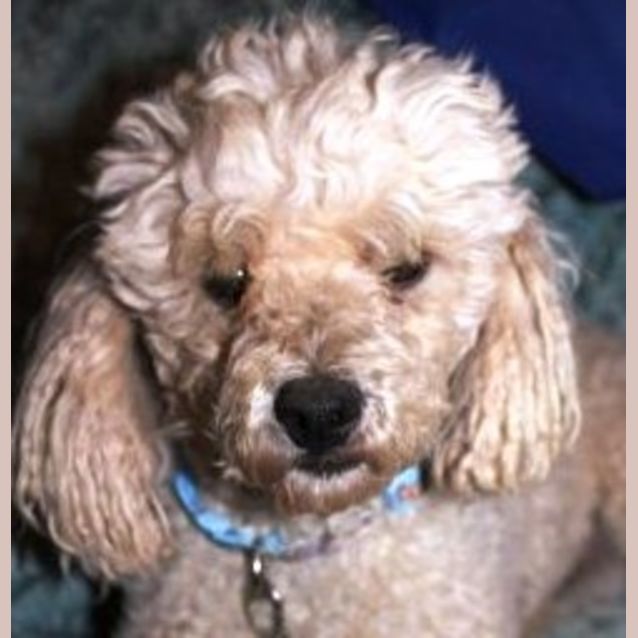 Photo of Marley
