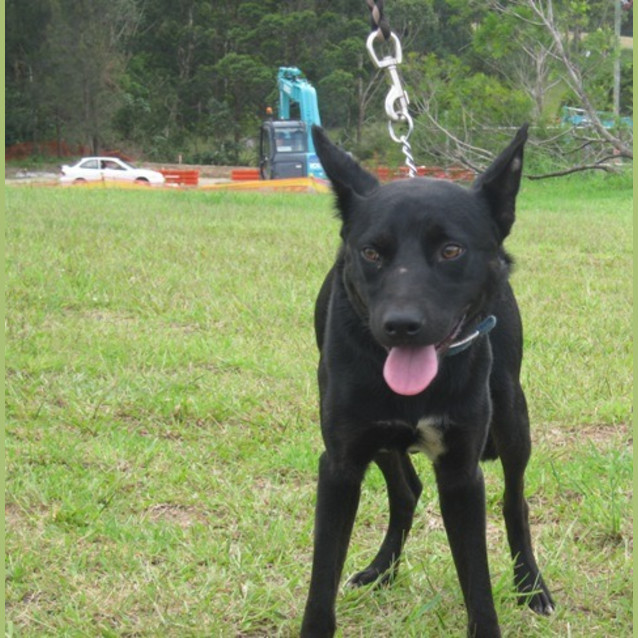 Photo of Bullet