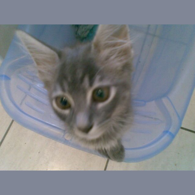 Photo of Loki