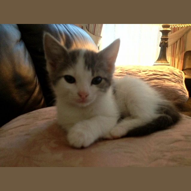 Photo of Lilly *Adoption Pending*