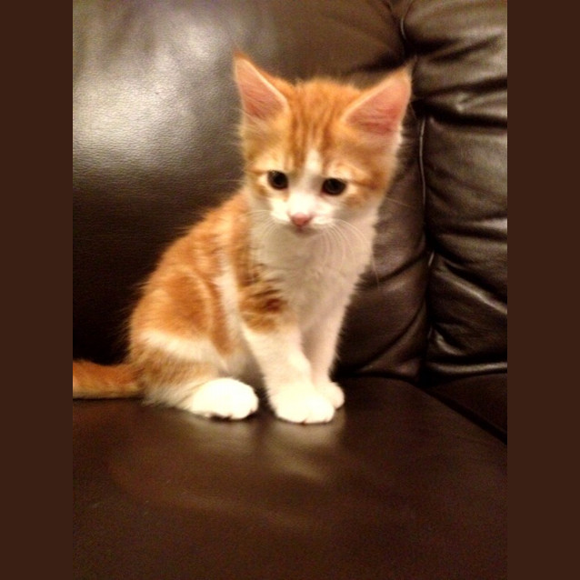Photo of Max *Adoption Pending*