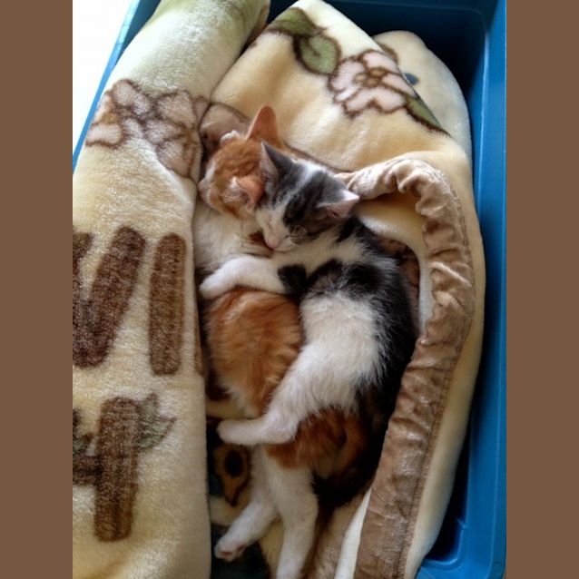 Photo of Lilly *Adoption Pending*