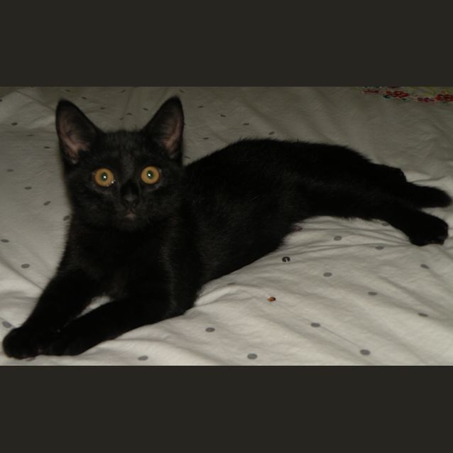 Photo of Slinky Malinky