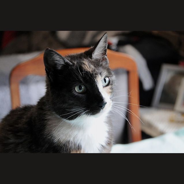 Photo of Iris 💐 Laidback Decorative Cat