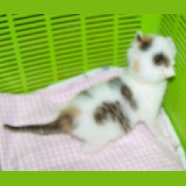 Photo of Orphans Oliver And Annie