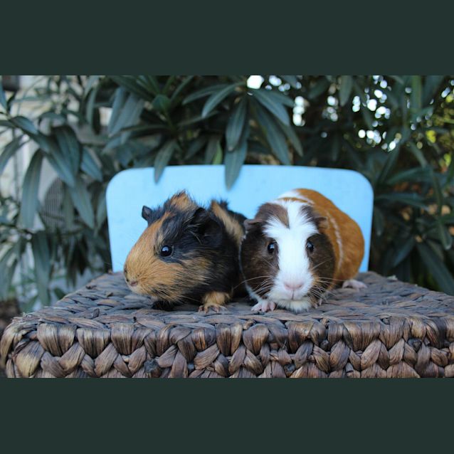 Photo of Pretzel And Top Deck