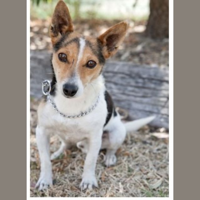 Photo of Buster Id 5349