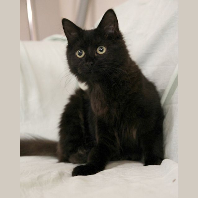 Photo of Marlowe   On Trial In Her New Home!