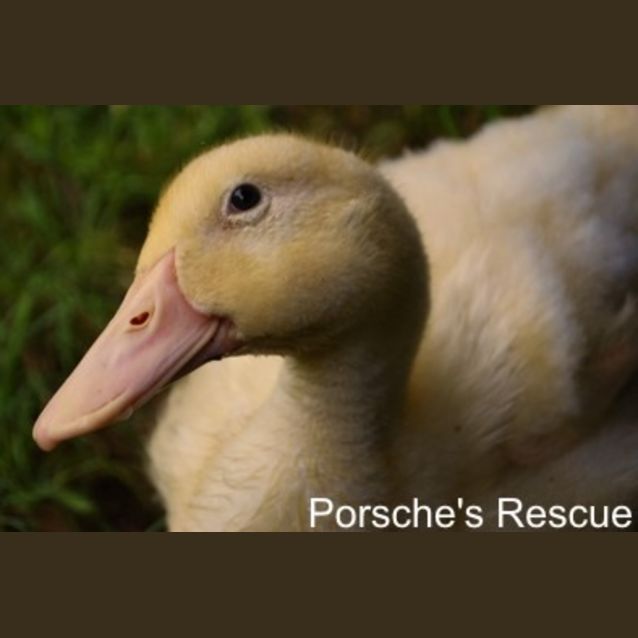 Photo of Puddles  On Hold