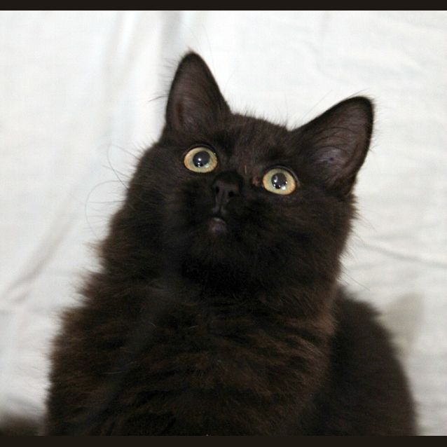 Photo of Marlowe   On Trial In Her New Home!