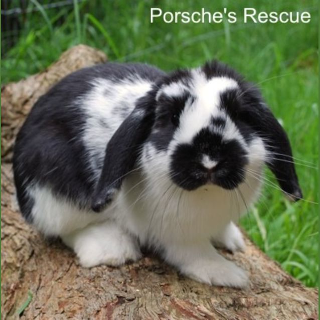 Photo of Andy  Vaccinated And Desexed