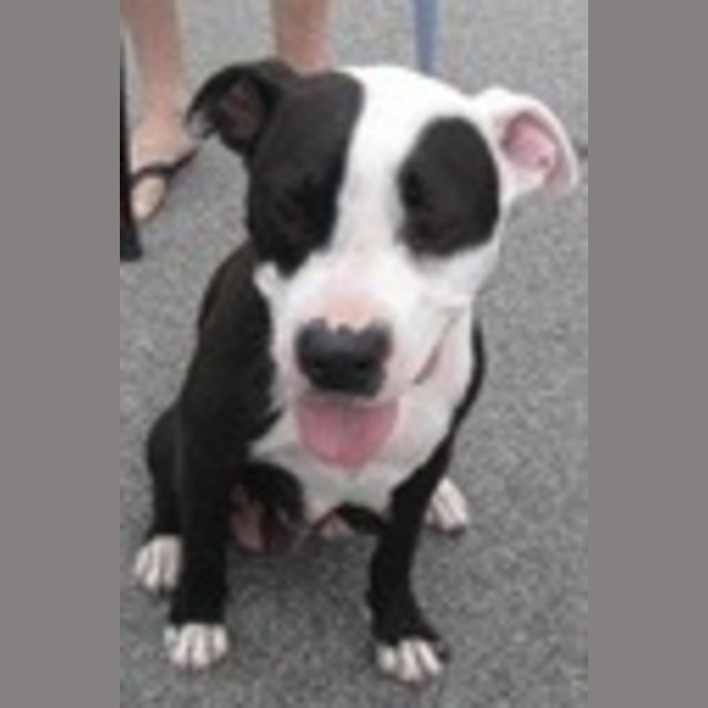 Photo of Urgent Foster Care