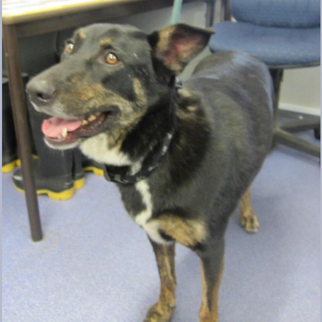 Photo of Senior Citizen In The Pound Urgent Foster