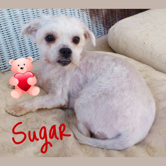 Photo of Sugar (On Trial)
