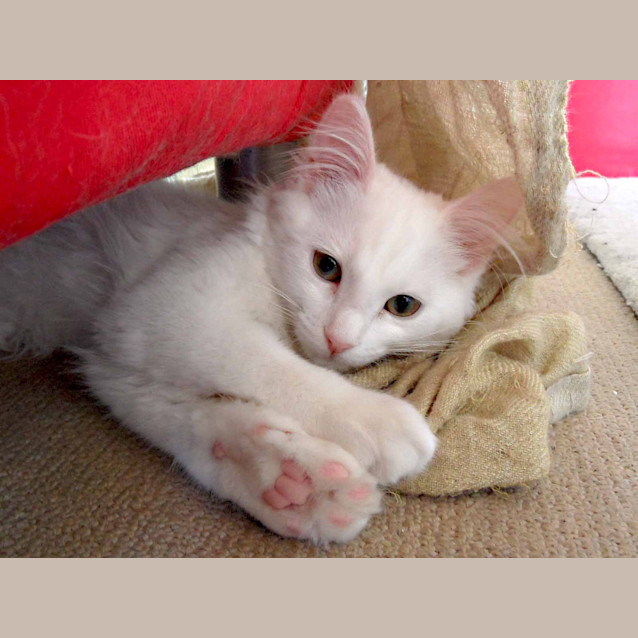 Photo of Akira