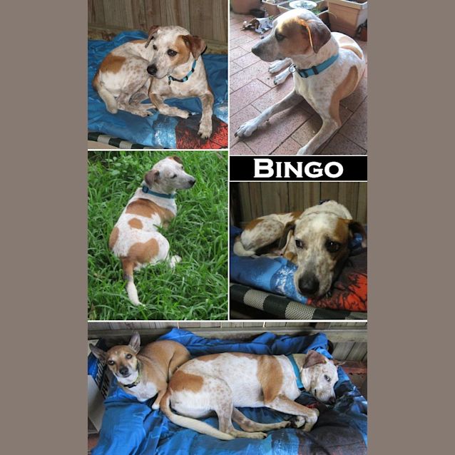 Photo of Bingo