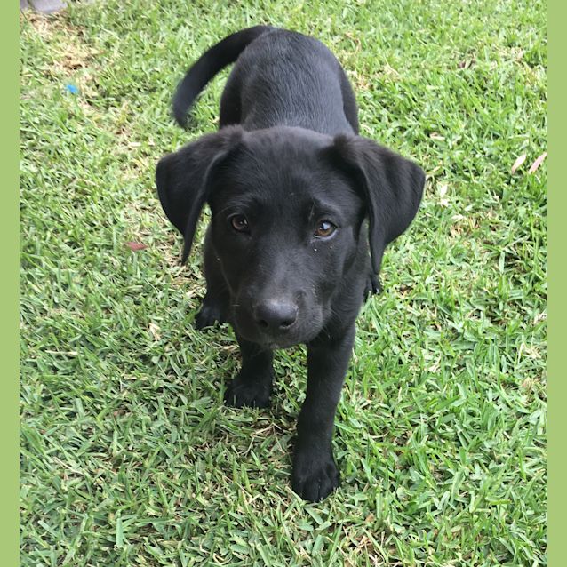 Photo of Ruby