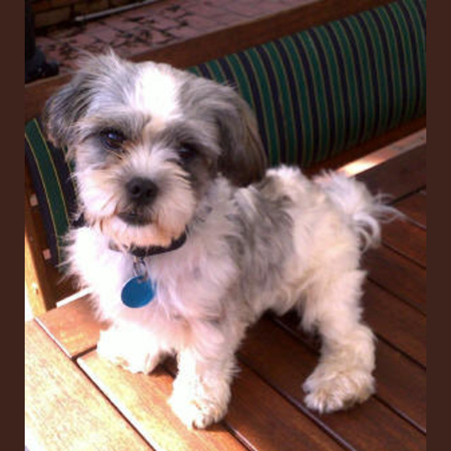 Photo of Tiffy