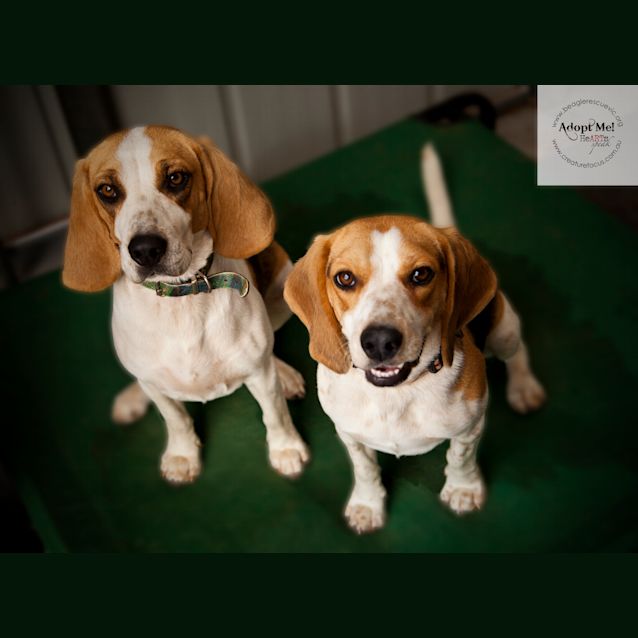 Photo of Abby And Macy (On Trial)